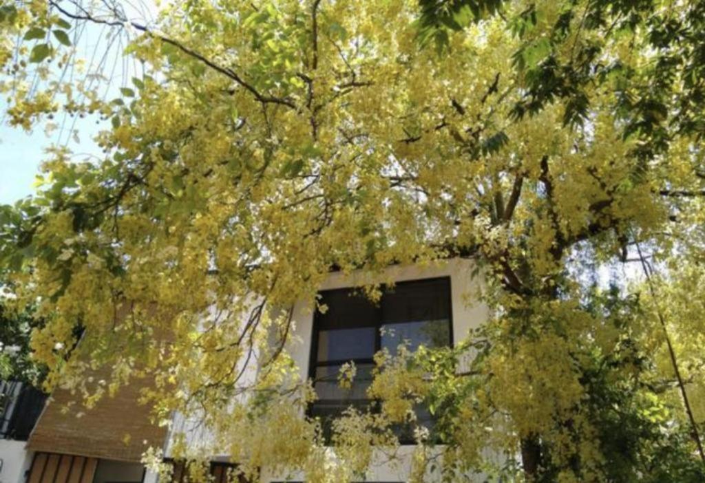 Jam Tree