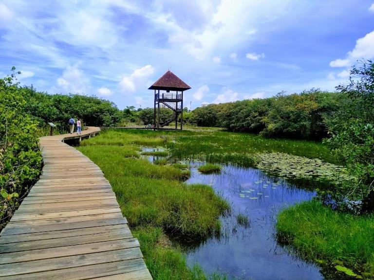 Wetland Whispers * Colombo