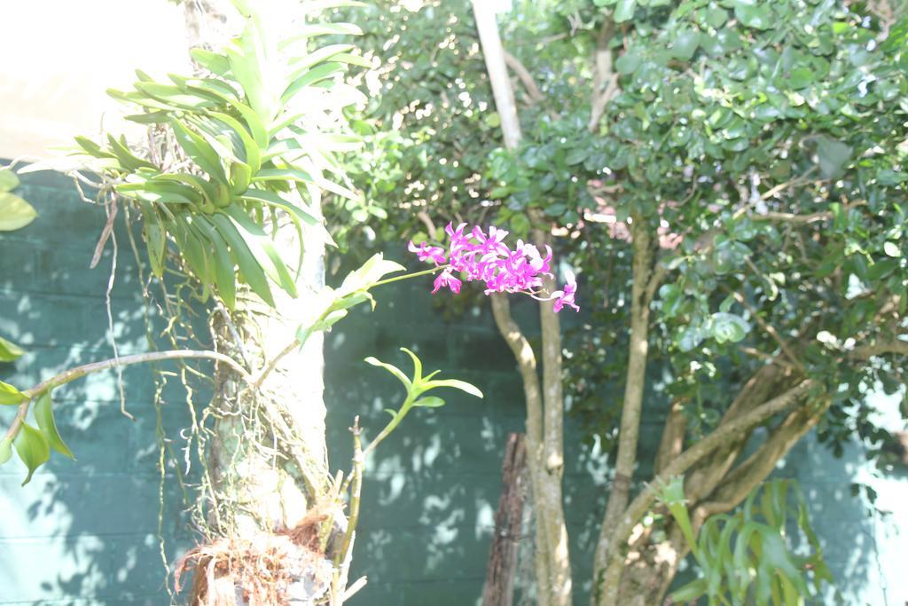 Delma Bungalow 4* Colombo